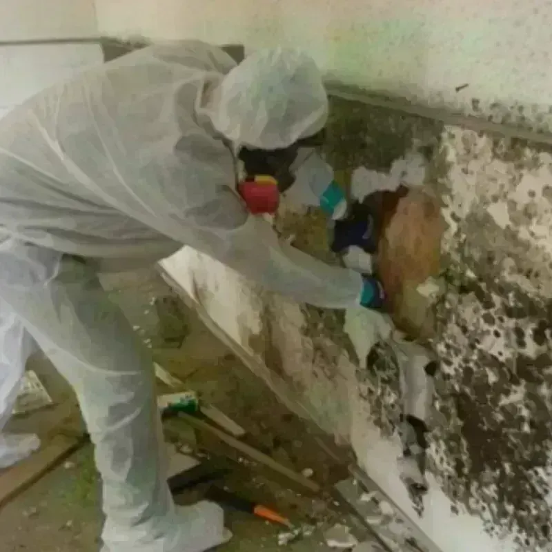 Mold Remediation and Removal in Coachella, CA